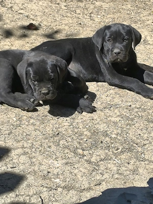 Cătei cane corso - imagine 2