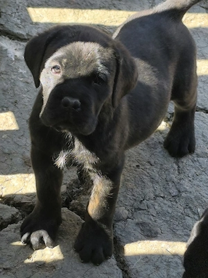 Cătei cane corso - imagine 3
