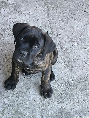 Cătei cane corso