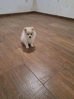Fată și băiat de pomernin mini. - imagine 5