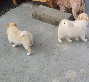 Fată și băiat de pomernin mini.