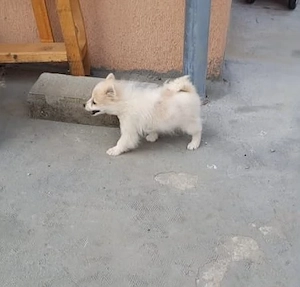 Fată și băiat de pomernin mini.