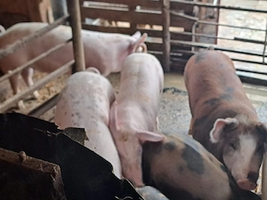 vând purcei și porci 