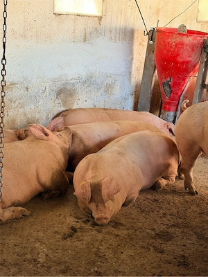 vind porci de carne