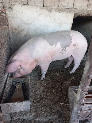 Vand porc 