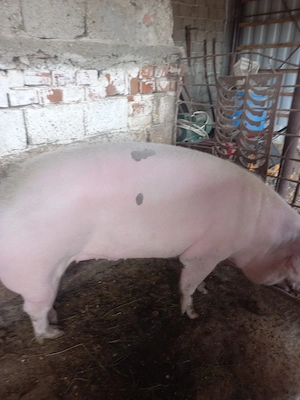 Vand porc  - imagine 2