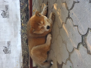 Caine huskita