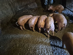Purcei duroc &pietrain