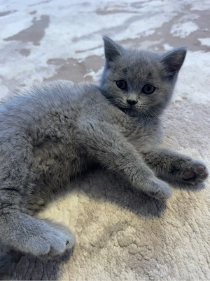 Fetita british shorthair - imagine 2