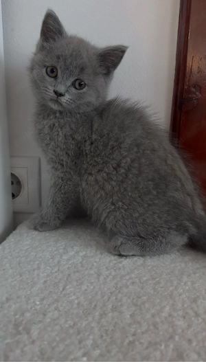 Fetita british shorthair - imagine 5