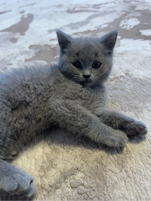 Fetita british shorthair - imagine 3