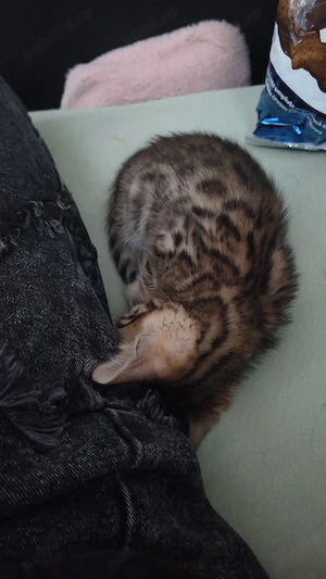 Pui Bengalezi gata de adopție începând cu data de 15 Octombrie  - imagine 3