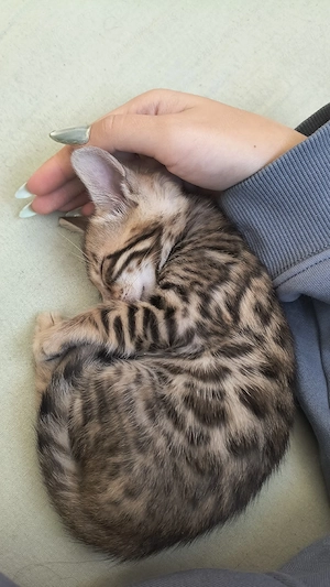 Pui Bengalezi gata de adopție începând cu data de 15 Octombrie  - imagine 4