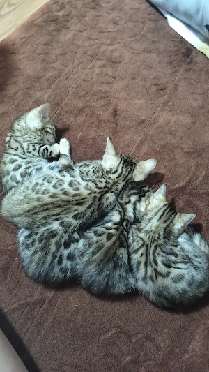 Pui Bengalezi gata de adopție începând cu data de 15 Octombrie  - imagine 5