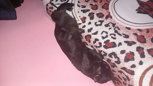 Adoptie mama și pui 