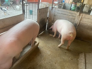 vand porc gras com Fibis