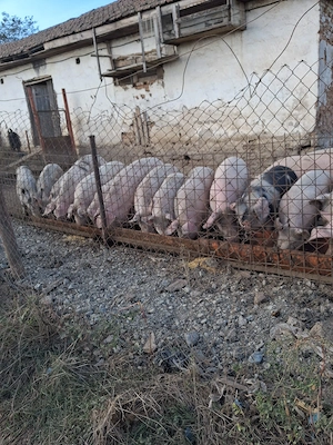 Vând carcasă porc de țară! 