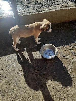 De Vănzare Căței Saint -Bernard - imagine 2
