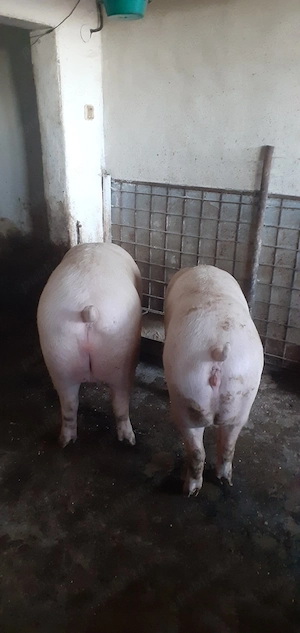 Vând 2 porci grași  - imagine 4