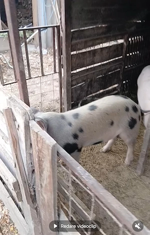 Vând porci 65-70 kg  - imagine 3