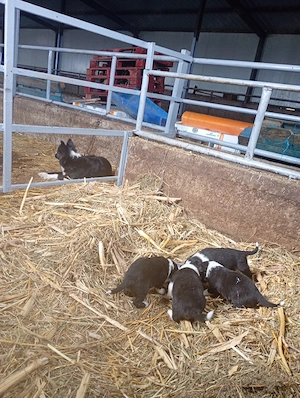caței border collie 