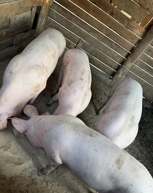 porci de carne 200 kg  - imagine 2