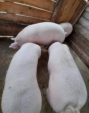 porci 200 kg