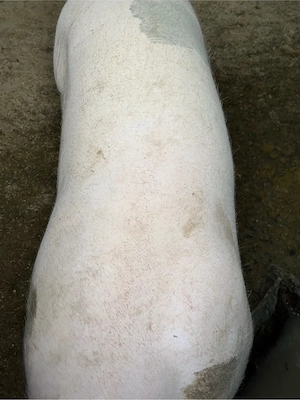 porci de carne 200 kg  - imagine 3