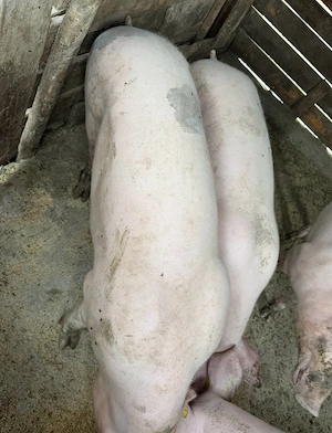 porci carne 200kg  - imagine 4