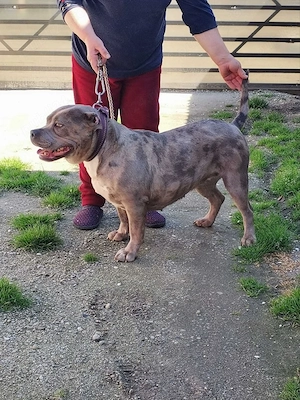American bully XL Femela