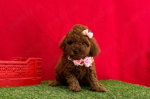 Poodle Toy Red linie Asiatică - Max 2 kg - Max 20 cm - Canisă Autorizată