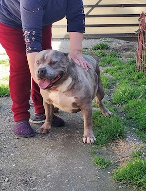 American bully XL Femela - imagine 3