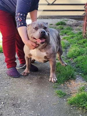 American bully XL Femela - imagine 2