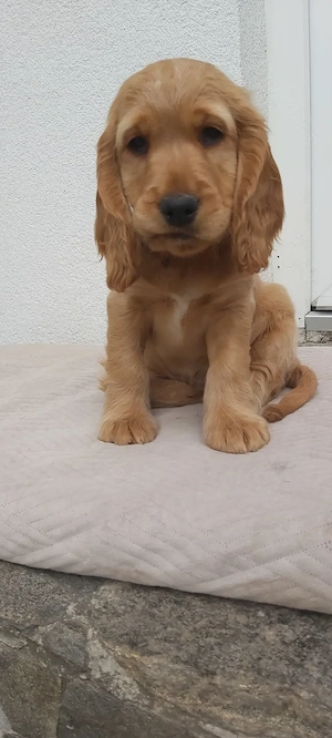 Cocker spaniel 