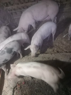 purcei de vanzare.