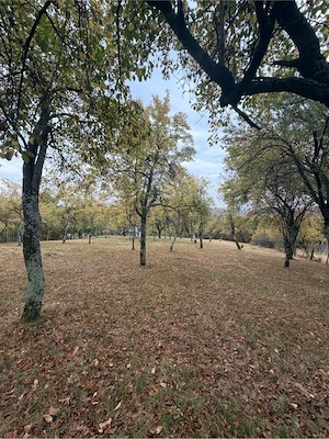 Teren de vânzare 2.614 mp în Sohodol, Tismana   livadă, acces asfaltat, deschidere 27,84 m - imagine 2