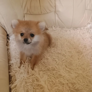 Catelusi Pomeranian Mini Toy