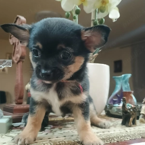 Chihuahua cu par scurt Toy - imagine 3