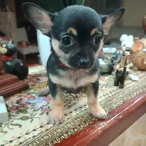Chihuahua cu par scurt Toy - imagine 4