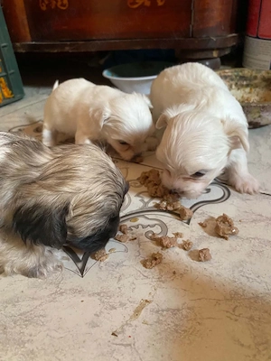 Vand catei bichon - imagine 4