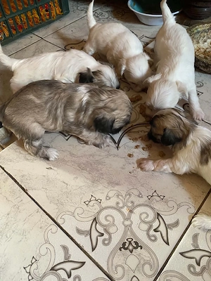 Vand catei bichon - imagine 5