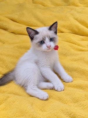 Ragdoll fetiță și băiețel 