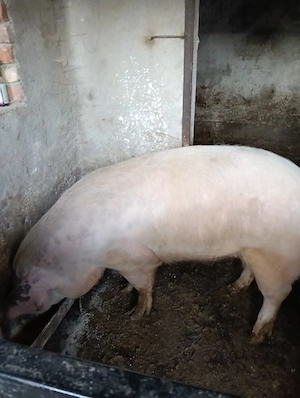 Vind porc de carne crescut natural 