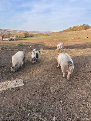 porci pentru sacrificat - imagine 4