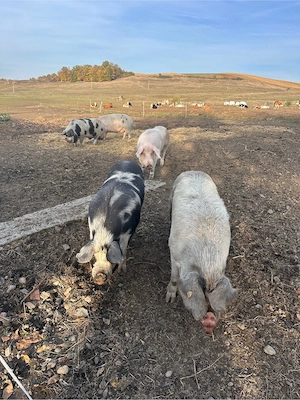 porci pentru sacrificat
