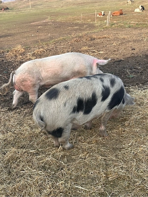 porci pentru sacrificat - imagine 2