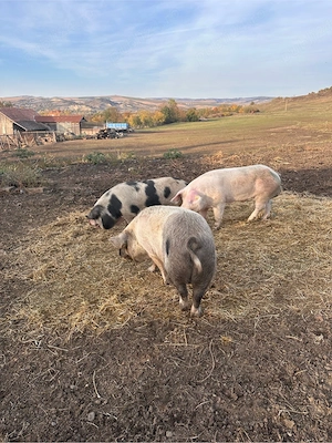 porci pentru sacrificat - imagine 3