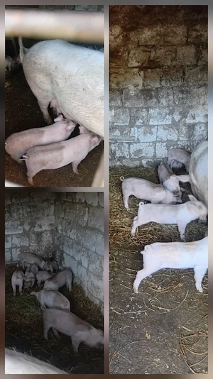 Purcei crescuți cu dragoste   15 20 kg, vaccinați și deparazitați