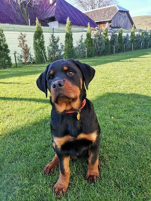 Pui Rottweiler  - imagine 5