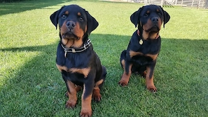 Pui Rottweiler  - imagine 3